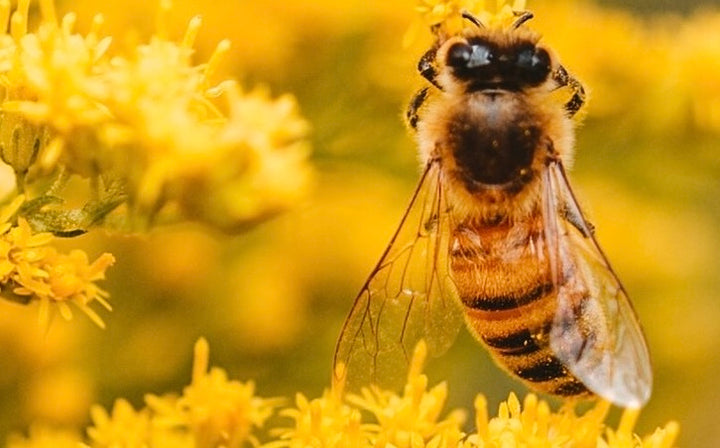 Varroa Destructor Mite - threatening our Australian Beehives
