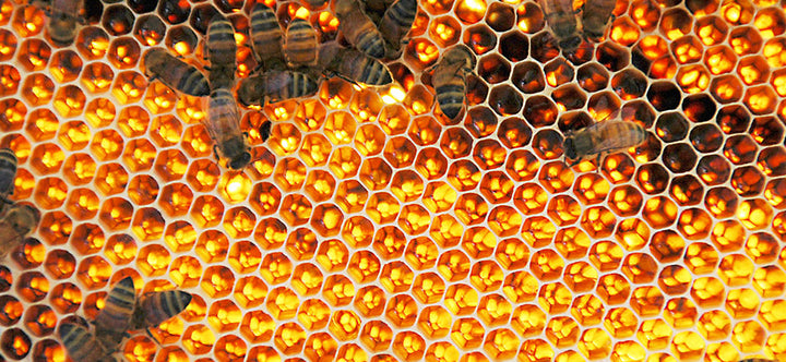 Everyday & Medical Uses of Manuka Honey