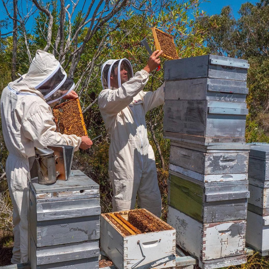 Australia's Manuka Honey team of apiarists or beekeepers in full body bee suit examining the beehives