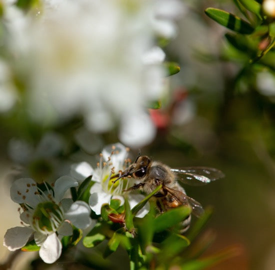 Close-up image of bee collecting pollen from the leptospermum species of flower