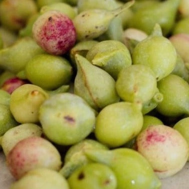 Macadamia Nut Face Oil from Avilla Farm + Kakadu Plum