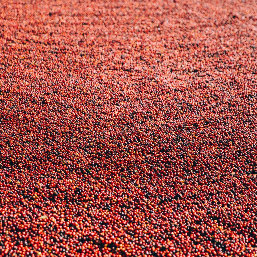 Red Cherry coffee beans filling the screen